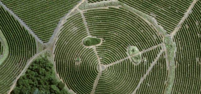 coffee farm alert