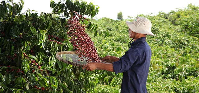 coffee farming alert