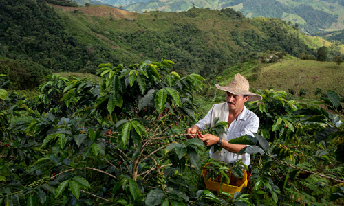csv-19-3-2-coffee-zimbabwe coffee farmer in Zimbabwe