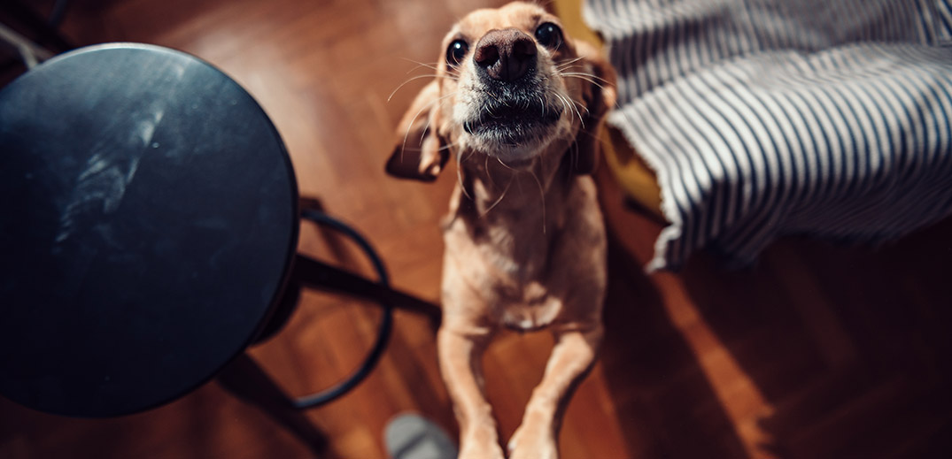 Dog indoor Dog indoor