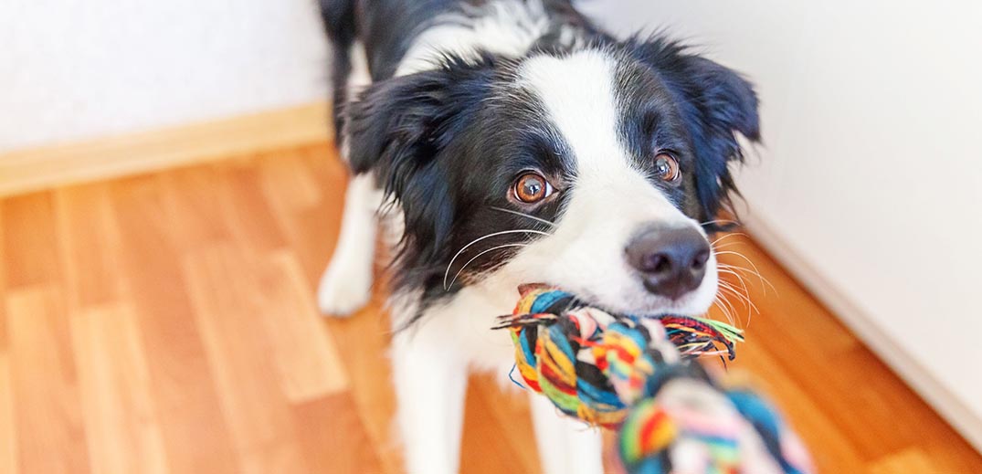 Dog tugging Dog tugging