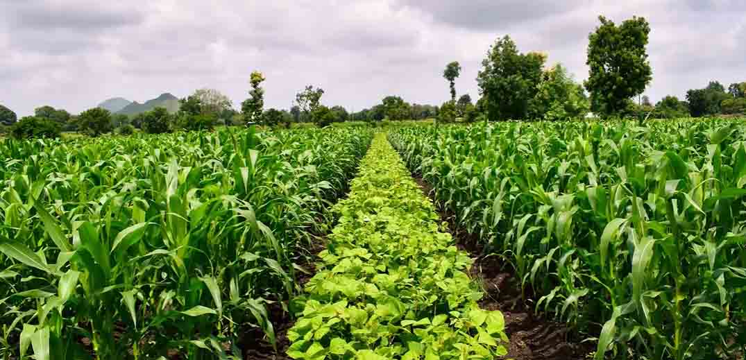 farmland
