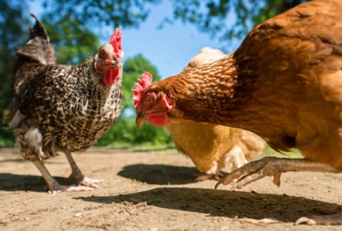 What is Nestlé doing to improve animal welfare on farms?