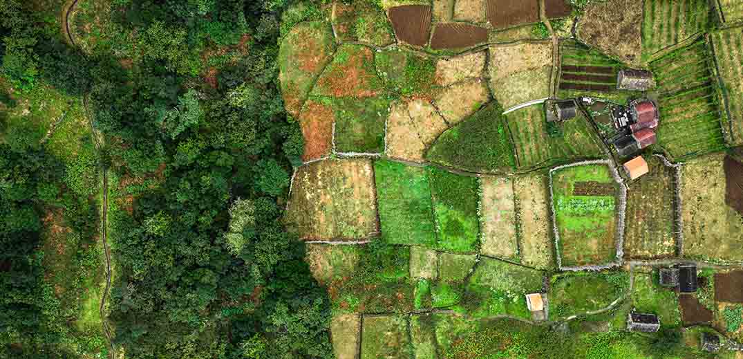 forest-farm farm