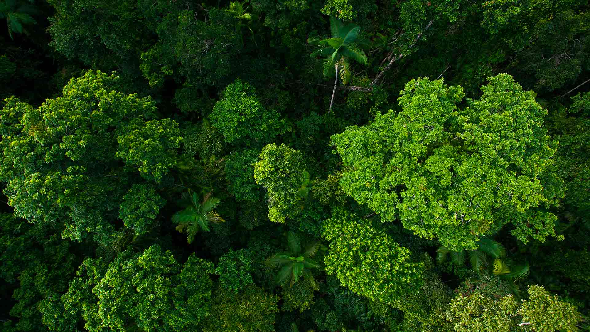 Towards a forest positive future | Nestlé Global