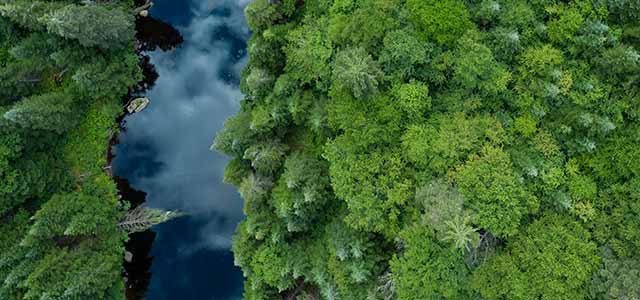 forest-positive-strategy-alert.jpg