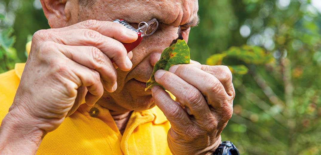 Scientist studying coffee leaf