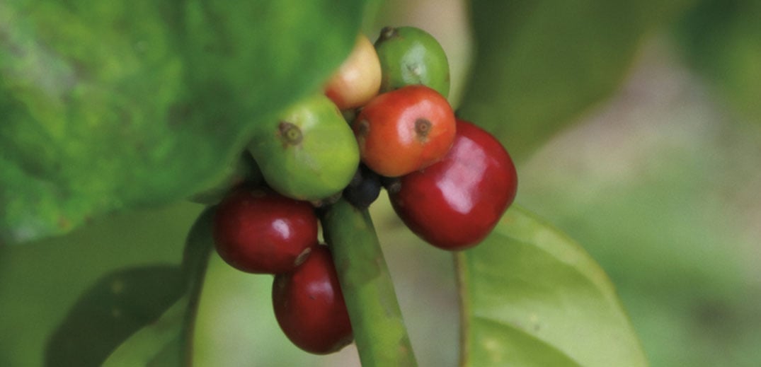 coffee bean