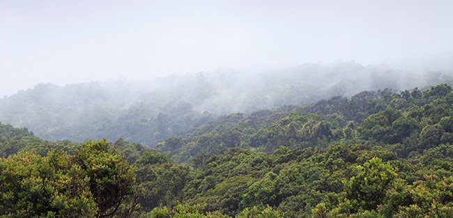 papua forests papua forests