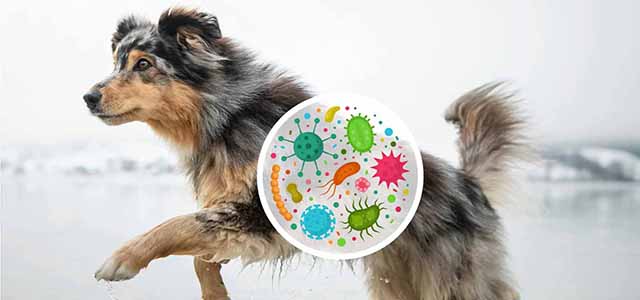 pet gut microbiome alert