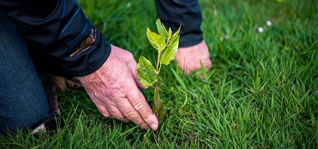 planting trees alert