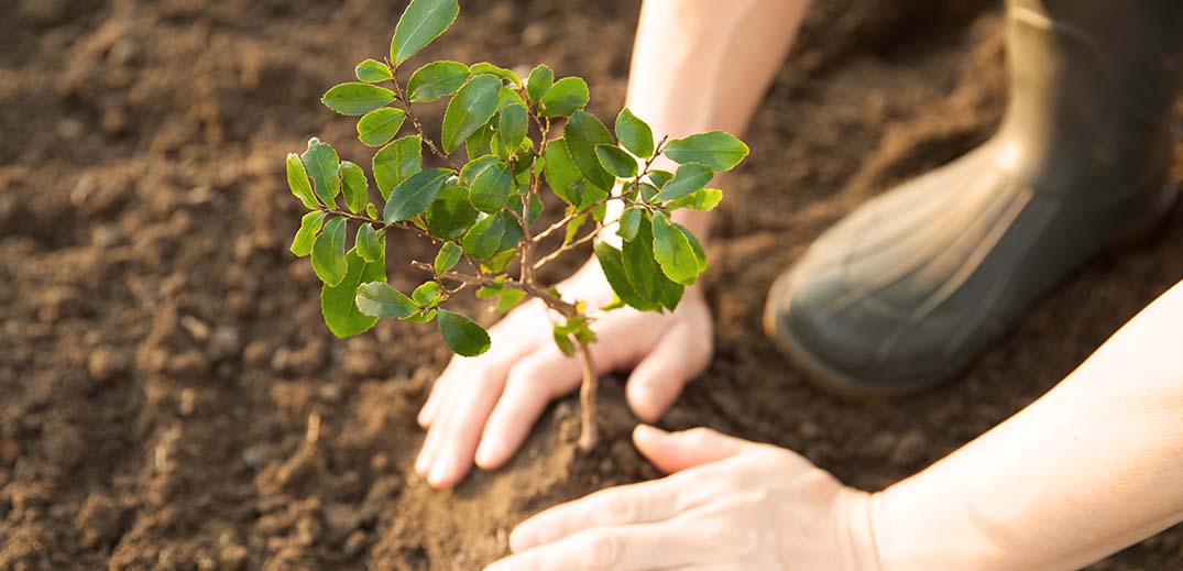 man plants tree