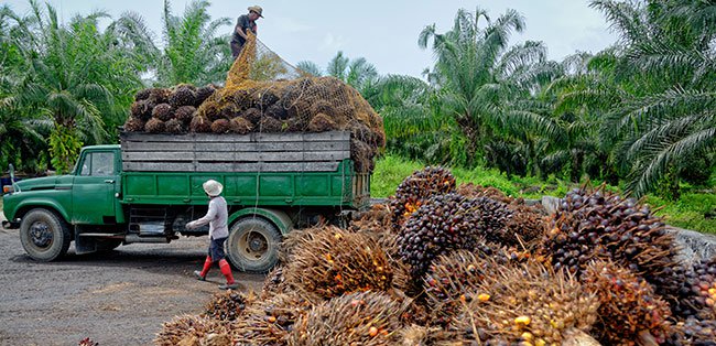 responsible sourcing papua responsible sourcing papua