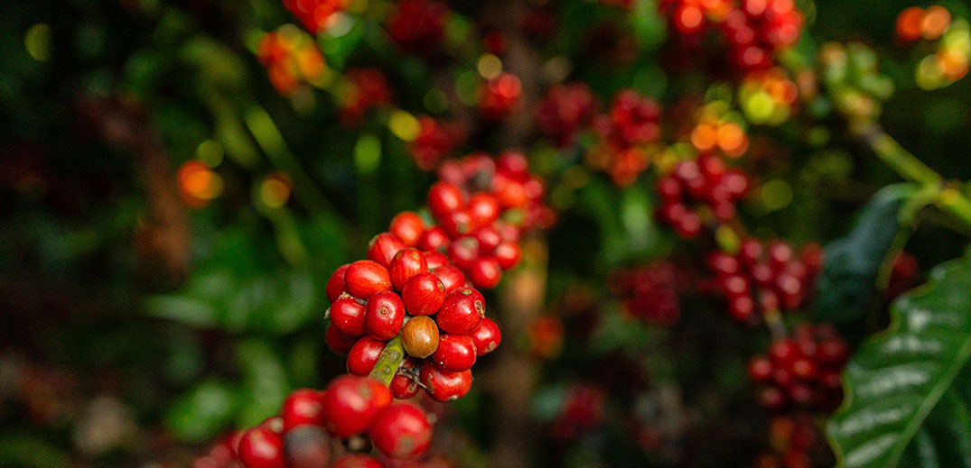Ripe red coffee cherries growing on coffee plants in a sustainable coffee plantation