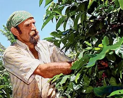 Coffee farmer
