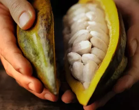 Opened cocoa in hands