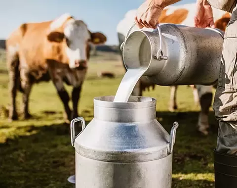 Farmer pouring milk 