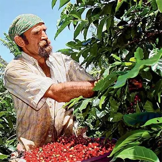 Coffee farmer
