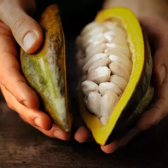Opened cocoa in hands