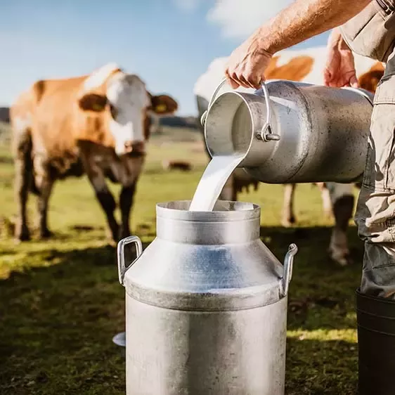 Farmer pouring milk 
