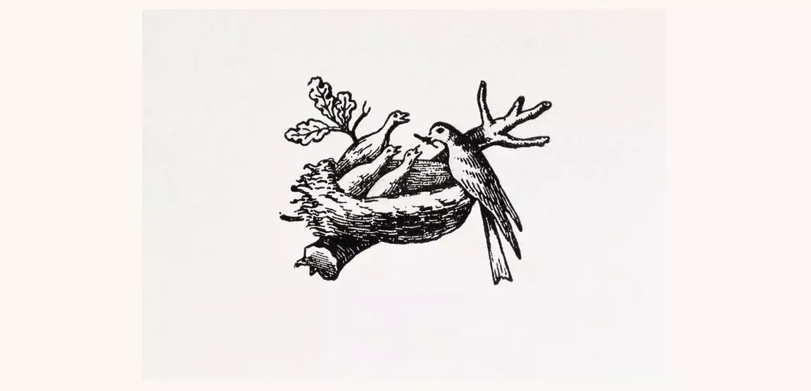 nest with four birds