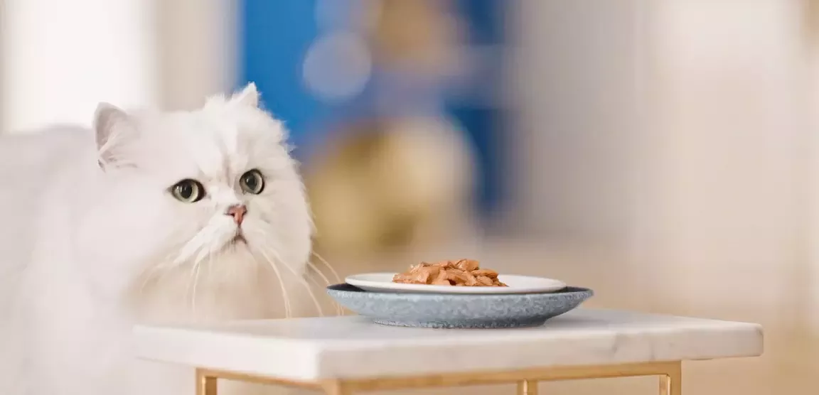 cat is eating gourmet perle
