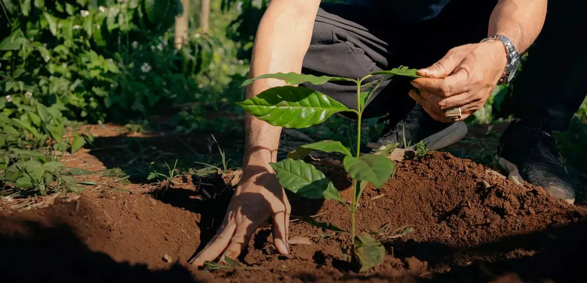 Person planting a young coffee plant in soil on a farm as part of sustainable agriculture
