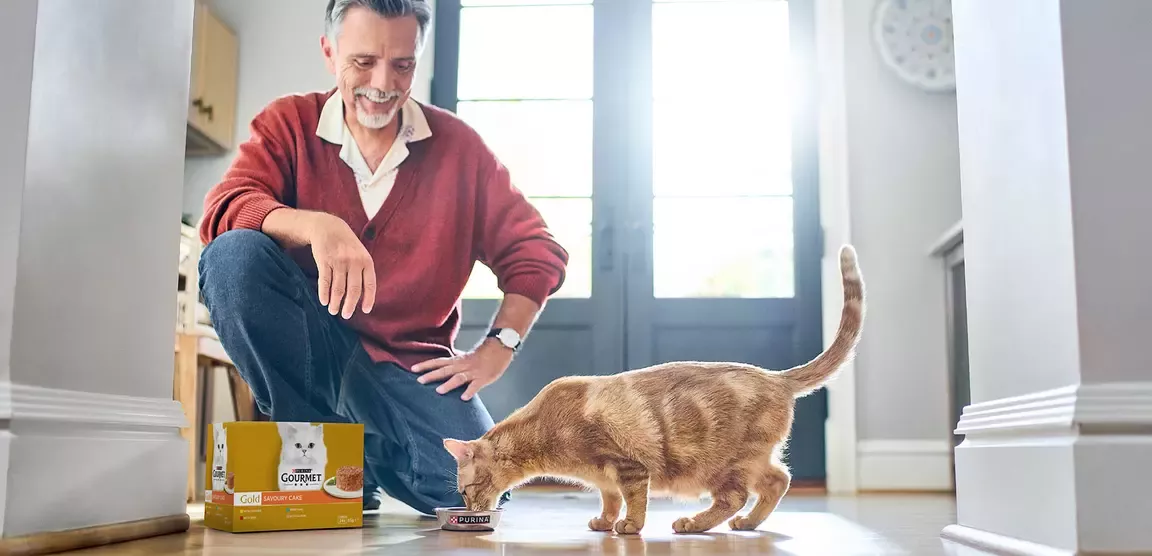 Orange tabby cat eating Gourmet wet cat food beside a pet owner in a bright home