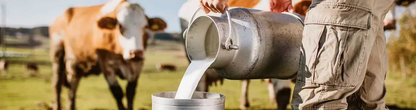Farmer pouring cow milk