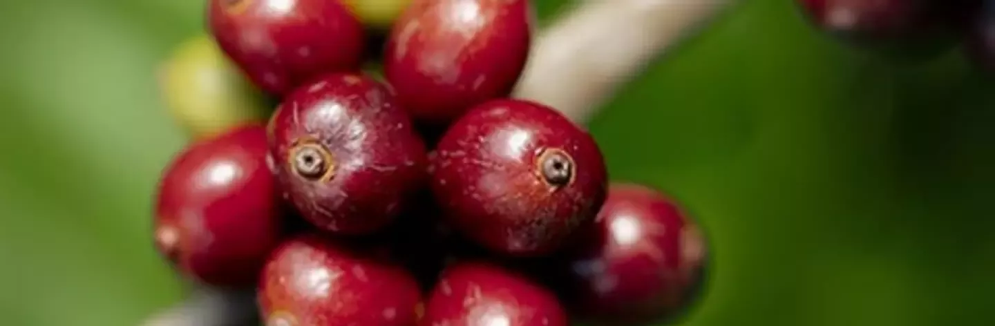 Raw coffee beans on tree