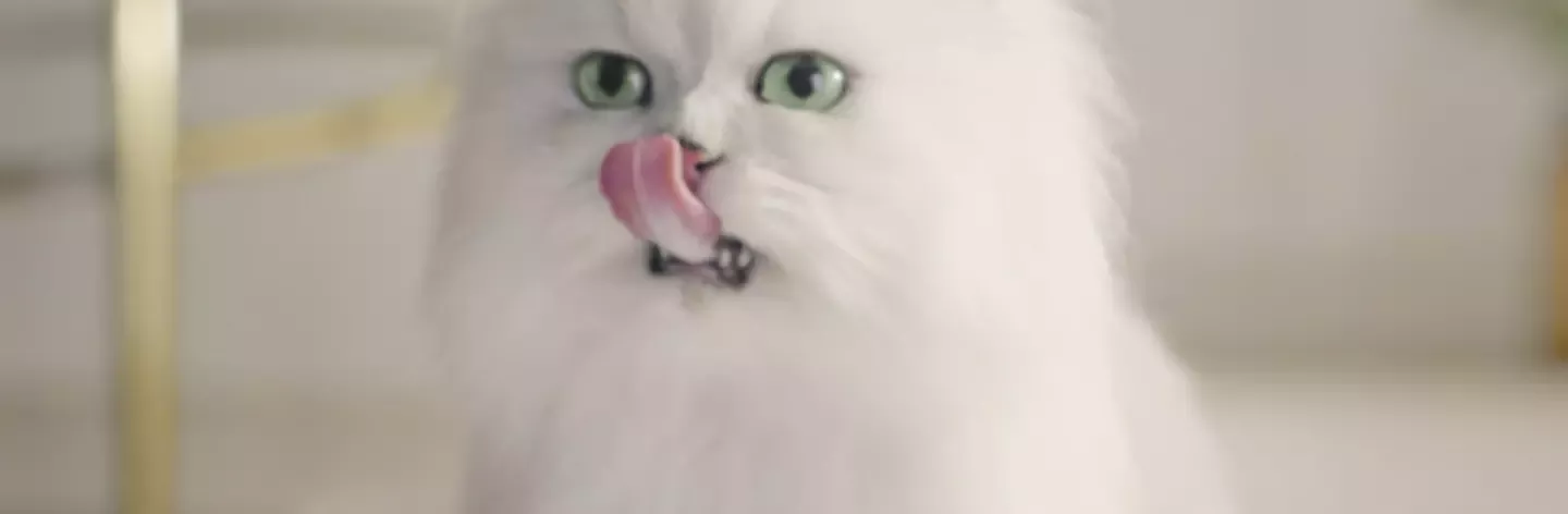 Cat eating Purina meal