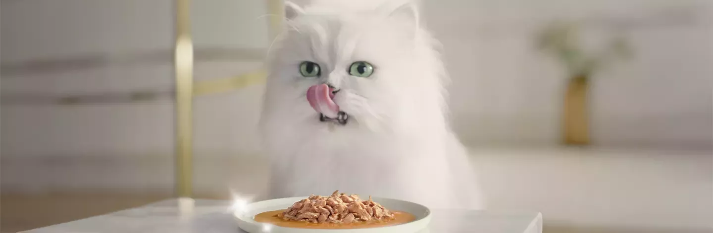 Cat eating Purina meal