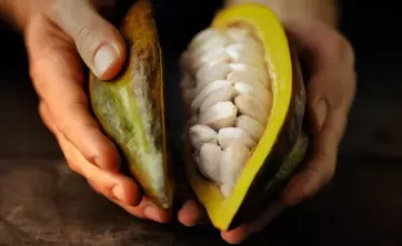 person holding an open cocoa fruit