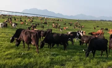 milk being poured