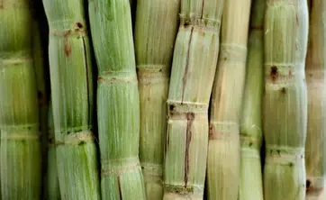 raw sugar cane