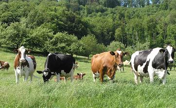 cows grazing in fields