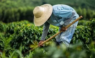 farmer works in field