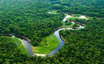 Lowland meandering river through forest