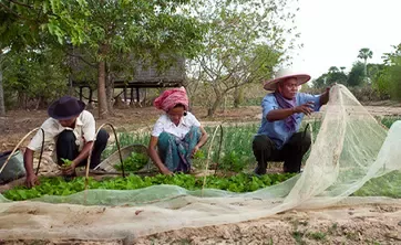 Three farmers in the field