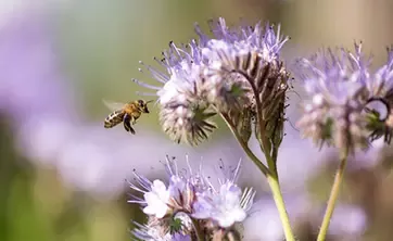 Bee flying near purple flower