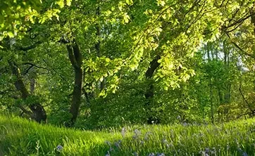 green forest