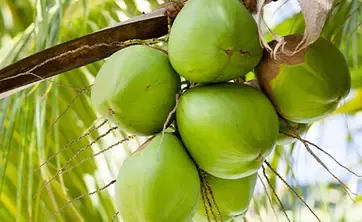 Coconuts on trees