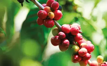 Coffee berries