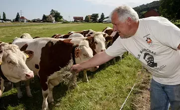 farmer tends to a herd of cows