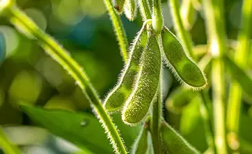 soy plants