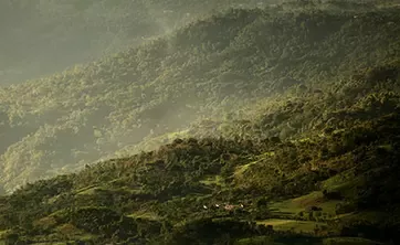 Arial view of forest with fog
