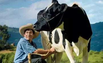 Farmer with cow