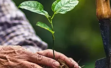 man plants a plant in the ground