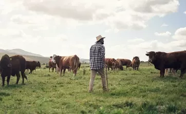 farmer in field with cows