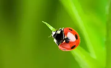 Ladybug on a green leaf in macro shot